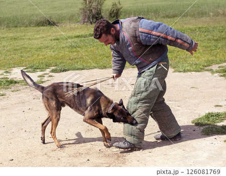 training of belgian shepherd training of belgian shepherd 126081769