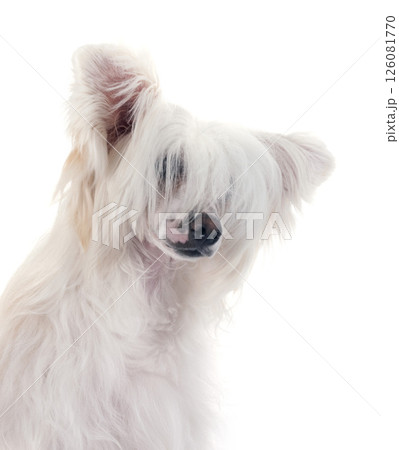 Chinese Crested Dog Powderpuff Chinese Crested Dog Powderpuff 126081770