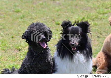 トイプードル シェルティ トイプードル シェルティ 126081775