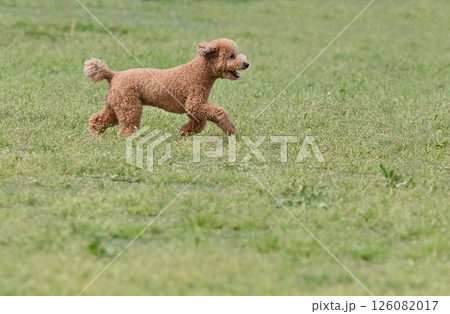 ドッグランで遊ぶトイプードル ドッグランで遊ぶトイプードル 126082017