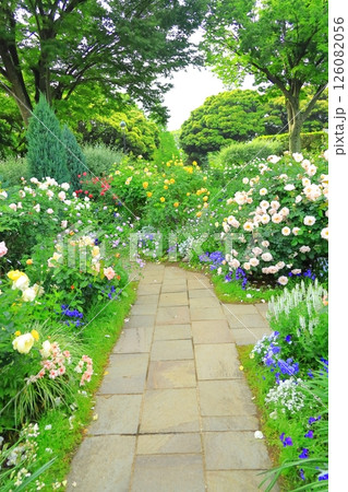 バラが満開の港の見える丘公園 バラが満開の港の見える丘公園 126082056