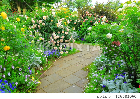 バラが満開の港の見える丘公園 126082060