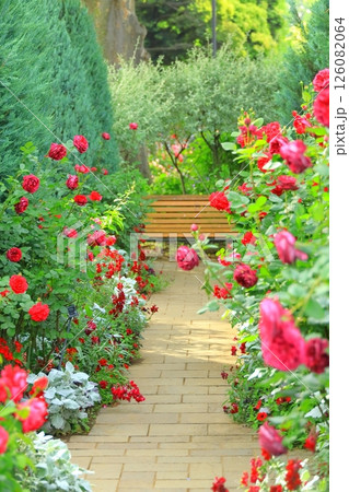 バラが満開の港の見える丘公園 126082064