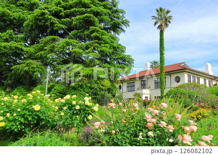 バラが満開の港の見える丘公園 バラが満開の港の見える丘公園 126082102