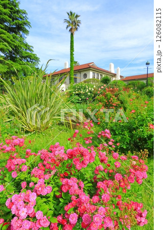 バラが満開の港の見える丘公園 126082115