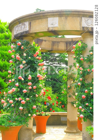 バラが満開の港の見える丘公園 126082128