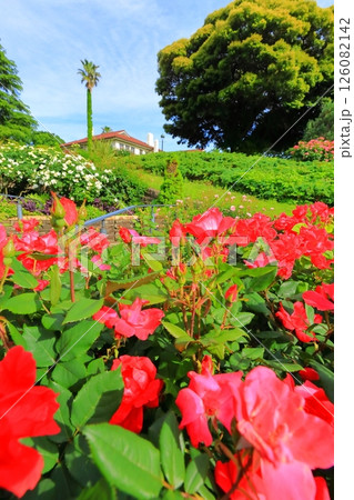 バラが満開の港の見える丘公園 バラが満開の港の見える丘公園 126082142