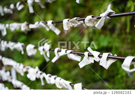 神社に結ばれたおみくじと緑の背景 神社に結ばれたおみくじと緑の背景 126082181
