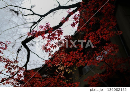 秋の紅葉と古木の枝のシルエット 126082183