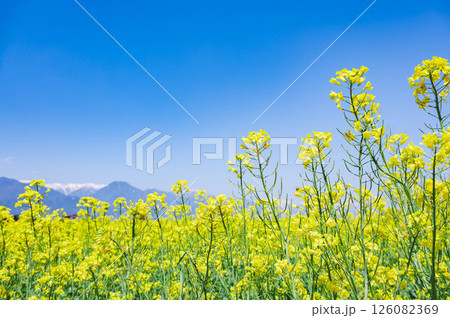 満開の菜の花と青空 満開の菜の花と青空 126082369