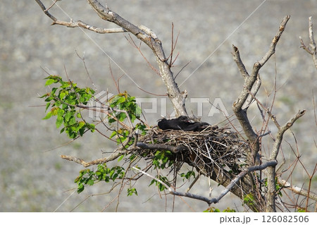 日本庭園の川鵜 126082506