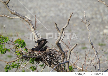 日本庭園の川鵜 126082519