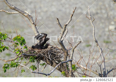 日本庭園の川鵜 126082521