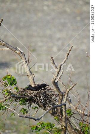 日本庭園の川鵜 日本庭園の川鵜 126082537