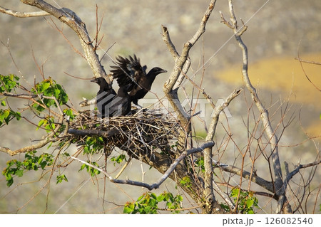 日本庭園の川鵜 126082540