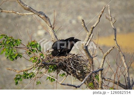 日本庭園の川鵜 126082554