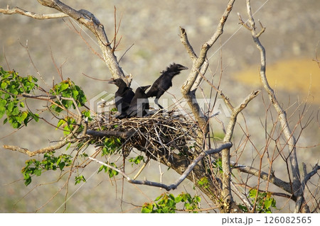 日本庭園の川鵜 126082565