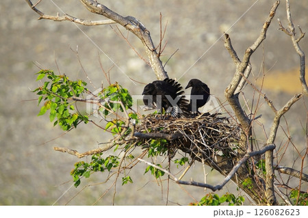 日本庭園の川鵜 126082623