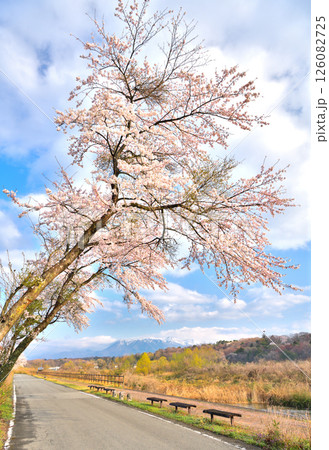 栃木県那須塩原市　満開の桜と那須岳の風景 126082725