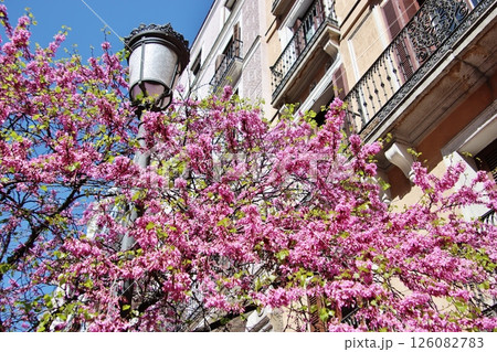 マヨール通りのハナズオウ(マドリード) マヨール通りのハナズオウ(マドリード) 126082783