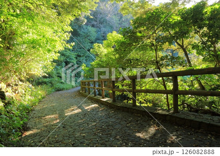 神奈川県・横須賀市・くりはま花の国 126082888