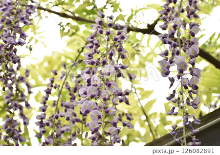 爽やかな新緑の藤の花 126082891