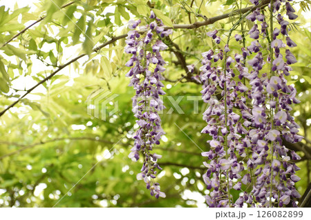 爽やかな新緑の藤の花 126082899