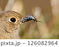 虫を食べるジョウビタキ 126082964
