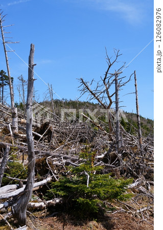 立ち枯れ木 126082976