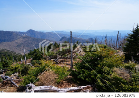 立ち枯れ木 126082979