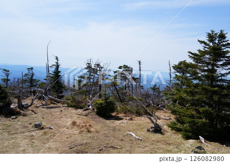 立ち枯れ木 126082980
