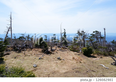 立ち枯れ木 立ち枯れ木 126082981