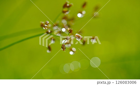 Close-up of water drops on green grass. Water drops sparkling in light. Nature background with green bokeh. Close-up of water drops on green grass. Water drops sparkling in light. Nature background with green bokeh. 126083006