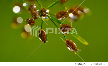 Close-up of water drops on green grass. Water drops sparkling in light. Nature background with green bokeh. 126083007