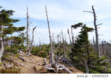 立ち枯れ木 126083028