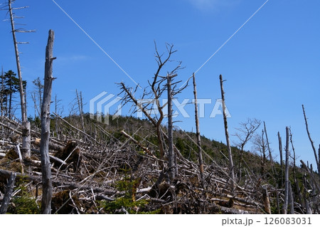 立ち枯れ木 126083031
