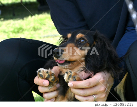 愛犬と遊ぶ女性 ダックスフンド (カニンヘンダックス) 愛犬と遊ぶ女性 ダックスフンド (カニンヘンダックス) 126083215