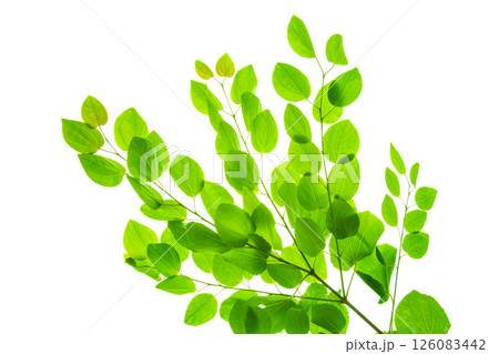 カツラの新緑白バック 126083442