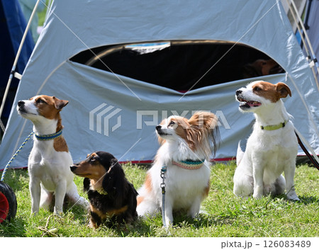 みんなでお散歩　愛犬　 126083489