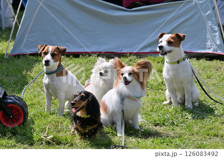 みんなでお散歩　愛犬　 126083492