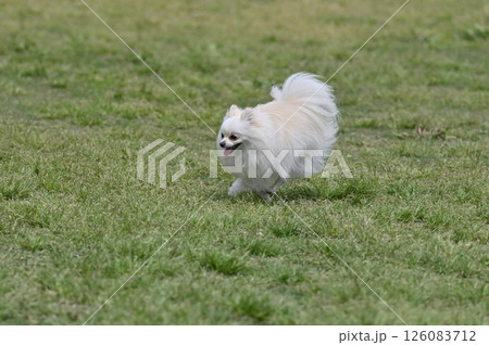 ドッグランで遊ぶポメラニアン 126083712