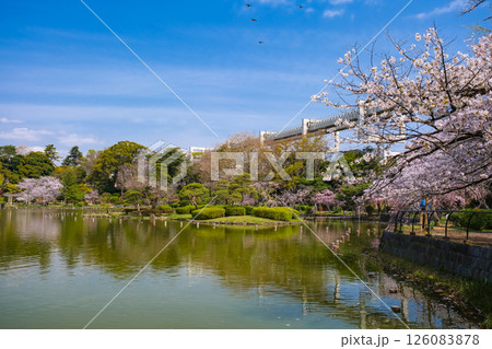 千葉市 春の千葉公園 千葉市 春の千葉公園 126083878