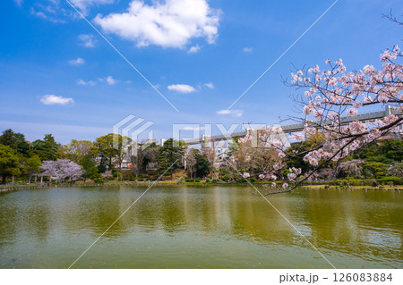 千葉市 春の千葉公園 千葉市 春の千葉公園 126083884