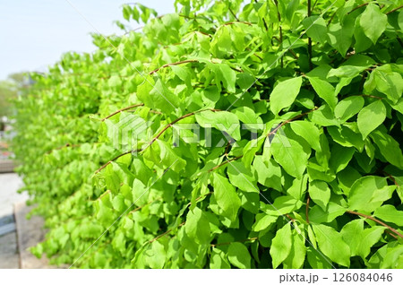 錦木（ニシキギ科）の落葉低木 126084046