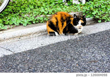 道に座っている猫 126084098