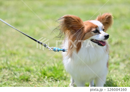 笑顔が可愛いパピヨン 126084160