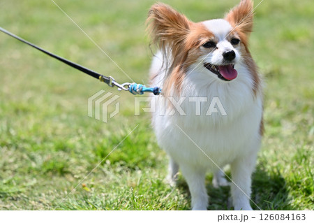 笑顔が可愛いパピヨン 126084163