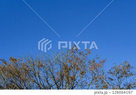 青空と冬の木々 126084197