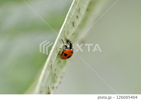 ナナホシテントウ 126085404