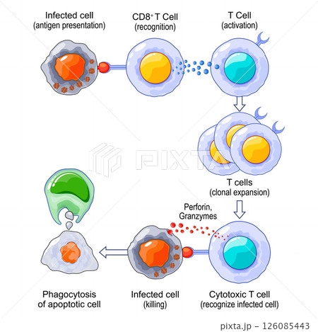 T-cell Activation and Response. Adaptive immunity. 126085443